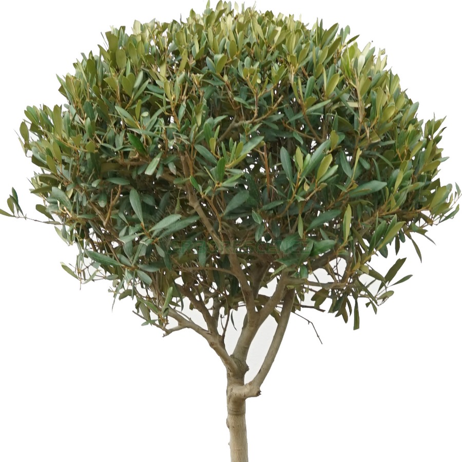 olea-europea-boule-sur-la-tige